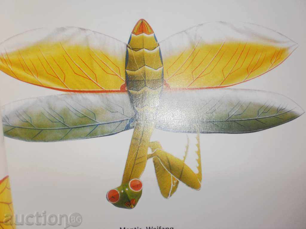 Auction Chinese Kite - a luxurious album in English, a new price Auction Chinese Kite - a luxurious album in English, a new price