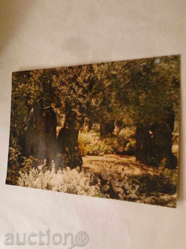 Postcard Jerusalem Garden of Gethsemane