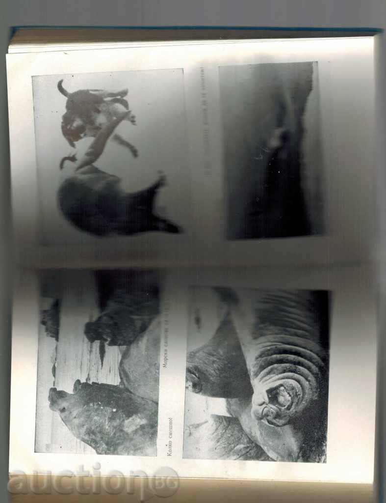 NOVAK IN ANTARCTIC - SANIN - 5 NOVAK IN ANTARCTIC - SANIN - 5