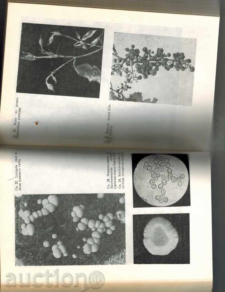 MILARDI MICROBI - KURT LINDDER - 5 MILARDI MICROBI - KURT LINDDER - 5