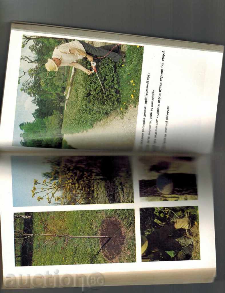 PLANTS ABOUT OUR HOME - H. DEVOCHKINA - 5 PLANTS ABOUT OUR HOME - H. DEVOCHKINA - 5