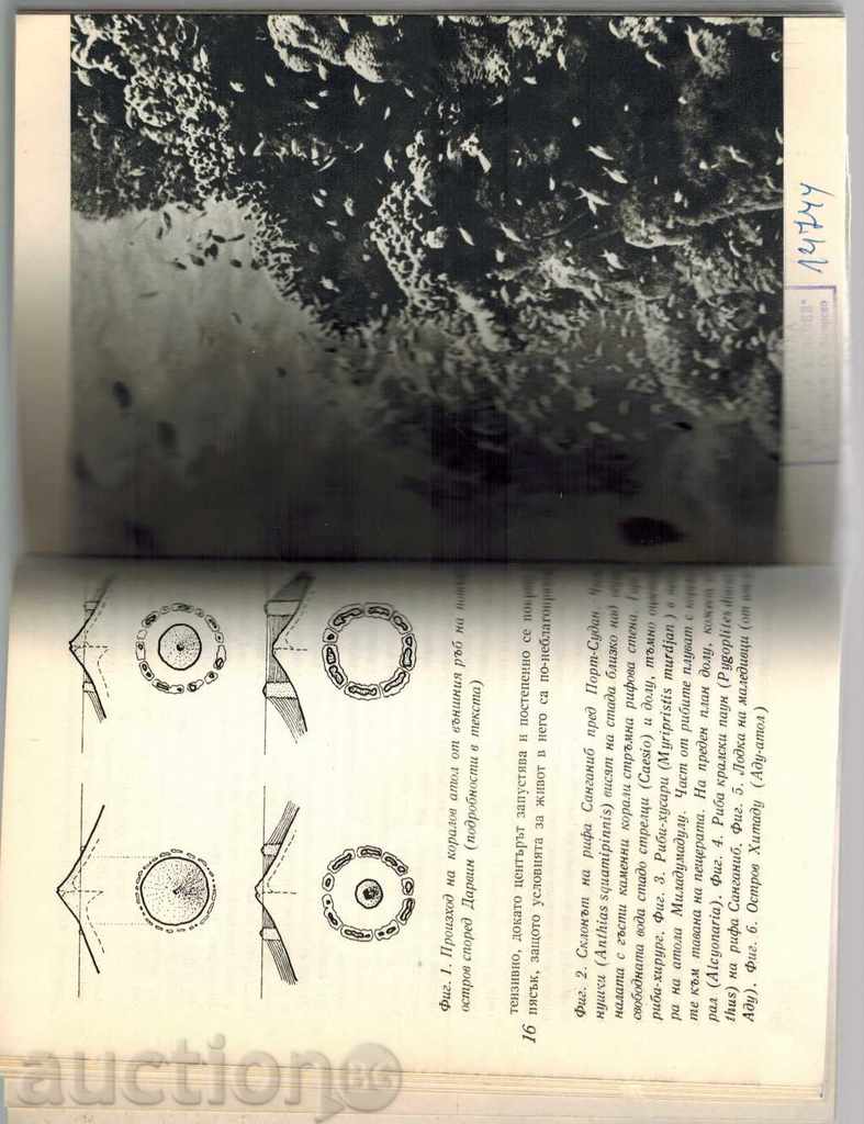 Delivery of IN THE KING OF THE 1000TH ATOLA - I. AIBL-AIBSFELD Delivery of IN THE KING OF THE 1000TH ATOLA - I. AIBL-AIBSFELD