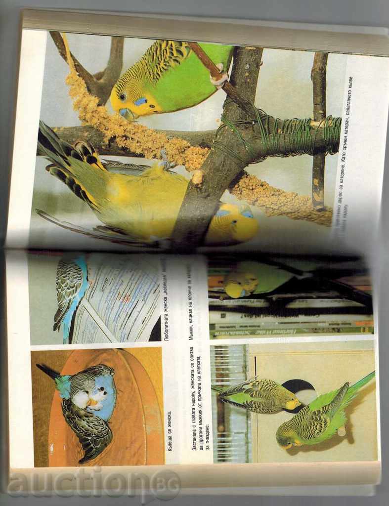 THE WALNUTS OF THE PAPAGALCHETA - IMANUEL BIRMELIN - 6 THE WALNUTS OF THE PAPAGALCHETA - IMANUEL BIRMELIN - 6