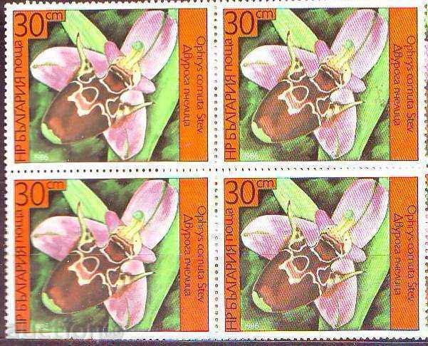 BC boxes 3484 30 st. Orchid BC boxes 3484 30 st. Orchid