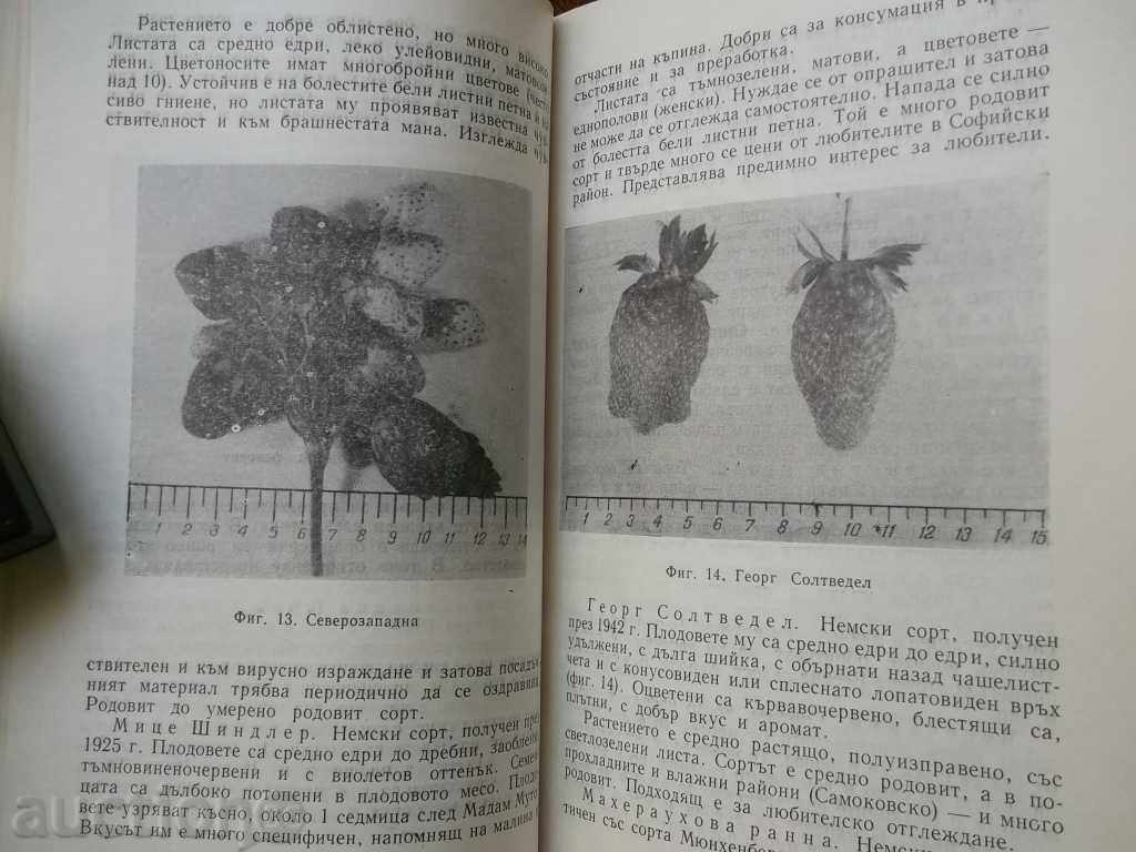 Auction Strawberry growing and raspberry production - Vl. Ivanov 1967 Auction Strawberry growing and raspberry production - Vl. Ivanov 1967