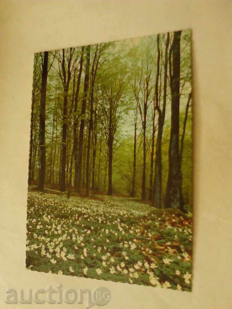 Postcard Swensk Natur