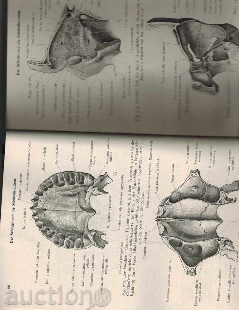 Livrarea ATLAS despre anatomia omului, 1948 Livrarea ATLAS despre anatomia omului, 1948