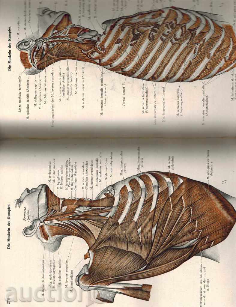 ATLAS despre anatomia omului, 1948 - 5 ATLAS despre anatomia omului, 1948 - 5