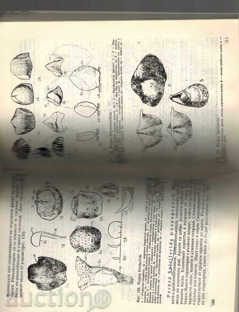 PALONTOLOGY - BORIS STRASHIMIROV - 5 PALONTOLOGY - BORIS STRASHIMIROV - 5