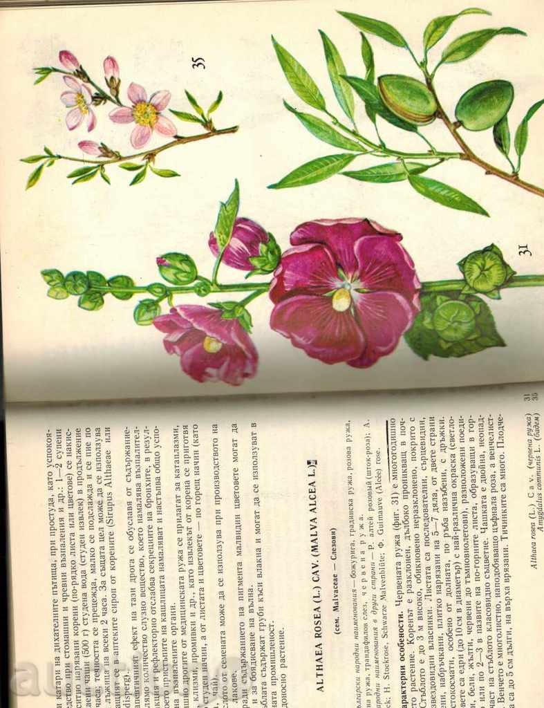 Παράδοση ΦΑΡΜΑΚΕΥΤΙΚΑ ΦΥΤΑ ΜΑΣ Ch 1 - Ν Stoyanov Παράδοση ΦΑΡΜΑΚΕΥΤΙΚΑ ΦΥΤΑ ΜΑΣ Ch 1 - Ν Stoyanov