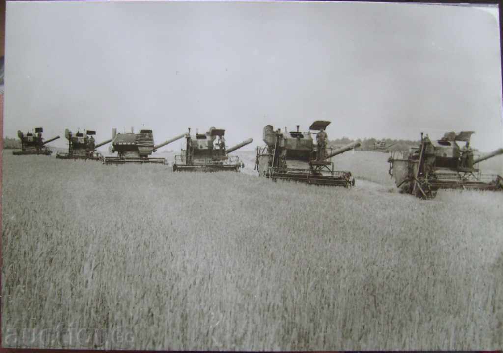 Wheat harvesters / Haskovo - around 1975?