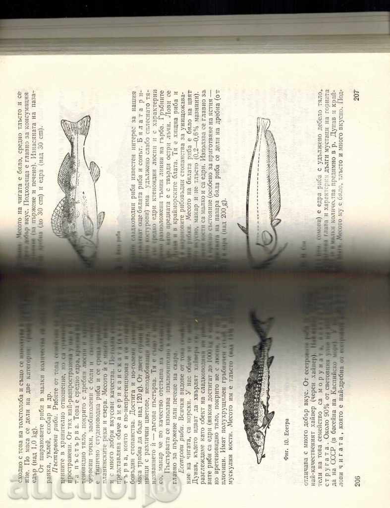 MATERIALIZATION OF FOODSTUFFS - A. ANDREEV - 6