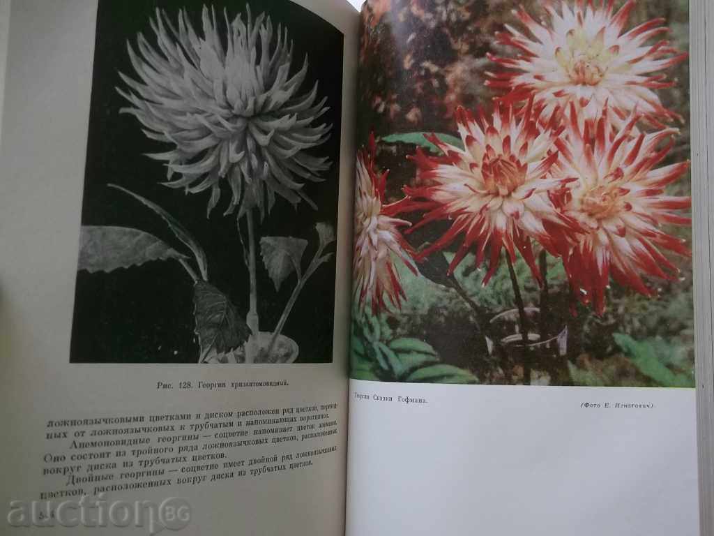 Delivery of Flower Production - G. Kiselev 1964 Delivery of Flower Production - G. Kiselev 1964