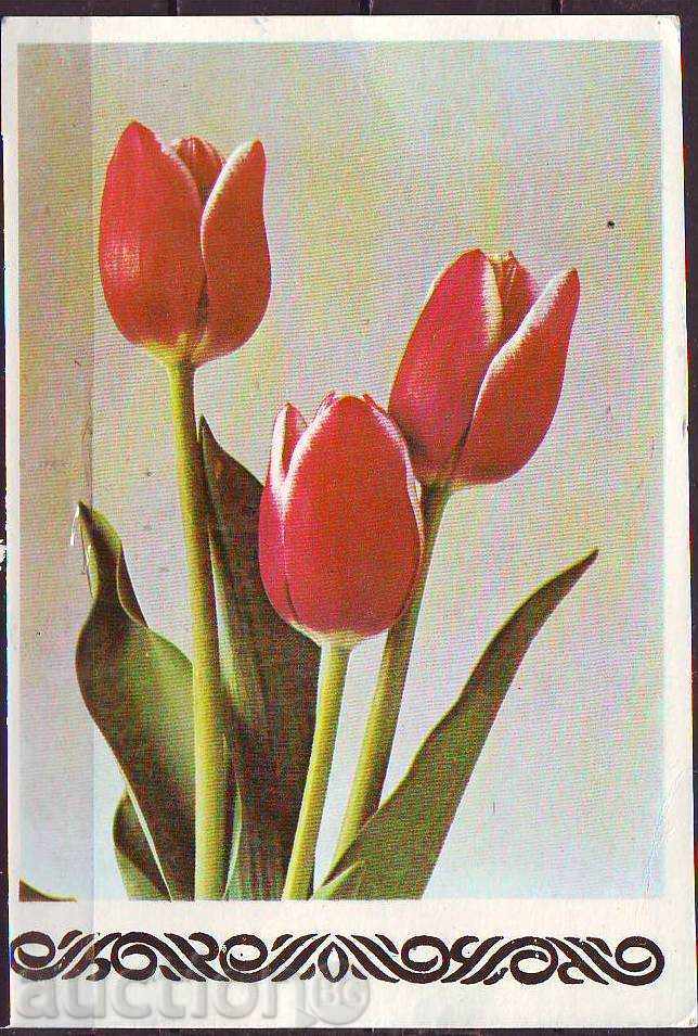Flora. Garden Tulips, 70s