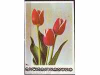 Flora. Garden Tulips, 70s