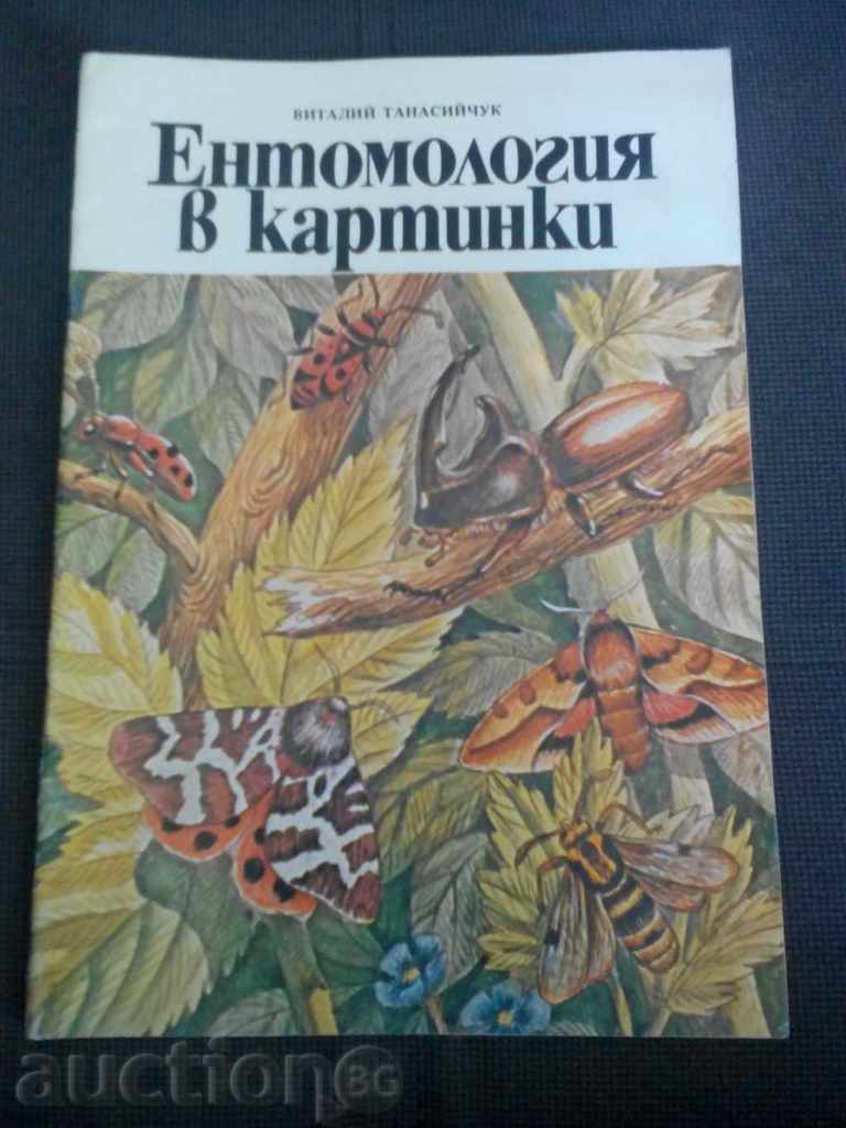 Vitaly Tanashiychuk: Entomology in pictures