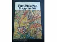 Vitaly Tanashiychuk: Entomology in pictures