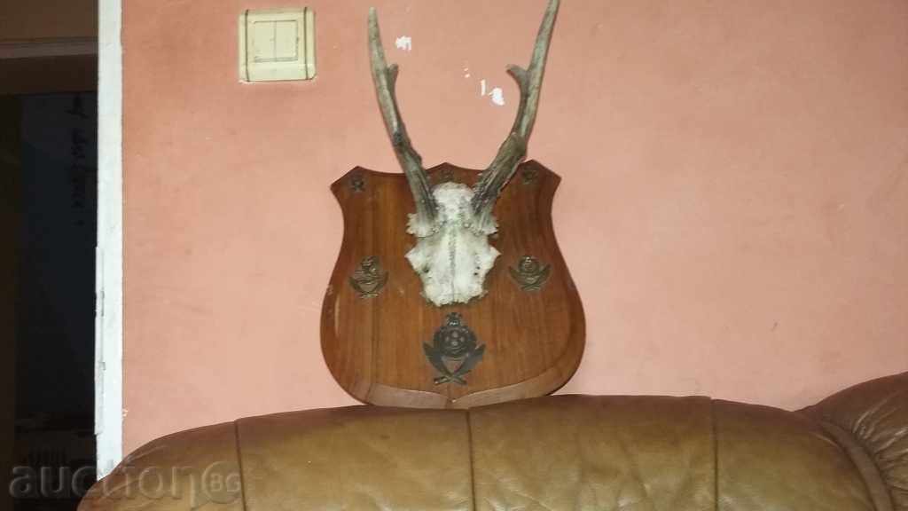 TROPHEY horn horn - 5 TROPHEY horn horn - 5