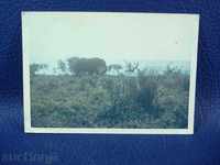 1610 Танзания фотография на слон на брега на езерото Манара