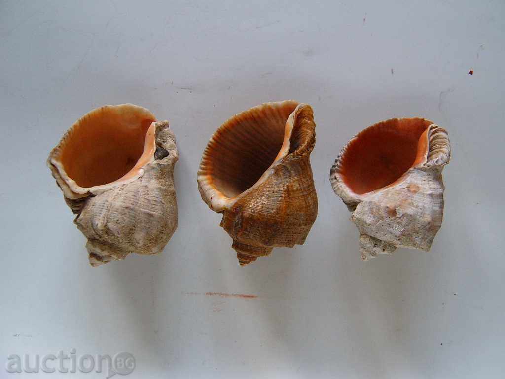 Sea snails Sea snails