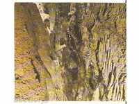 Καρτ ποστάλ Βουλγαρία Cave "Uhlovitsa" 1 *