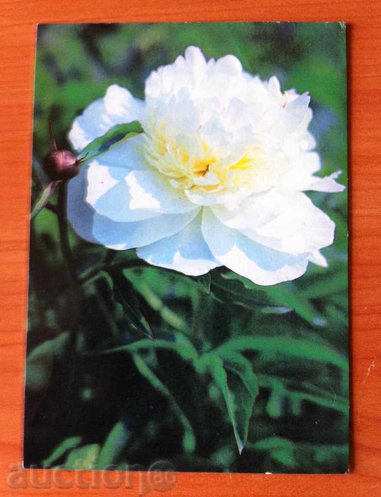 2469 USSR card with flowers 1982