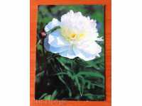 2469 Σοβιετική καρτ-ποστάλ με λουλούδια 1982