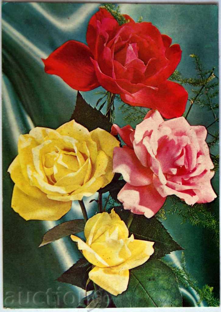 Postcard 1988