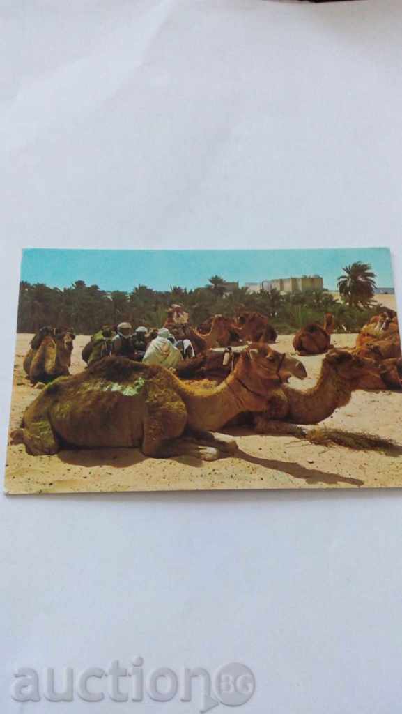 Postcard El Qued Souk aux chameaux 1973