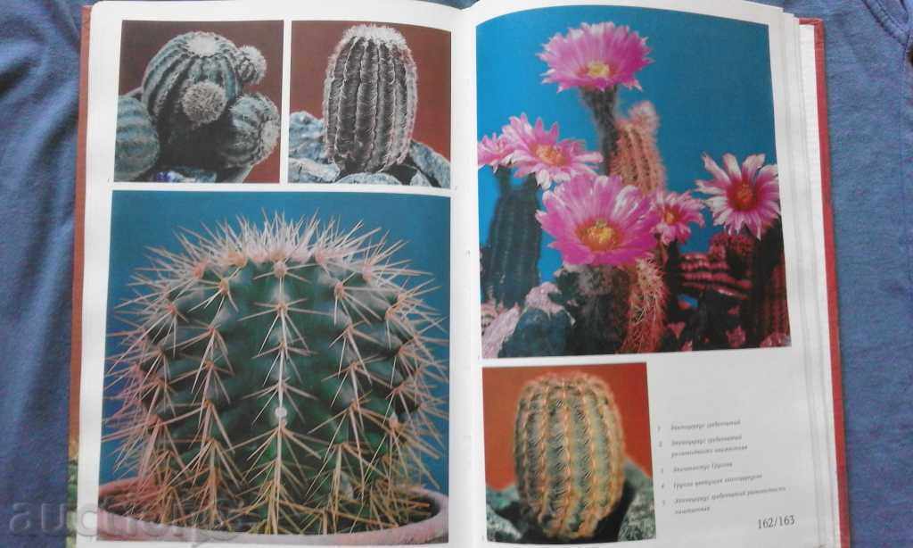 Delivery of Кактусы - Д. Н. Широбокова, М. Р. Королева, О. Н. Голодняк Delivery of Кактусы - Д. Н. Широбокова, М. Р. Королева, О. Н. Голодняк