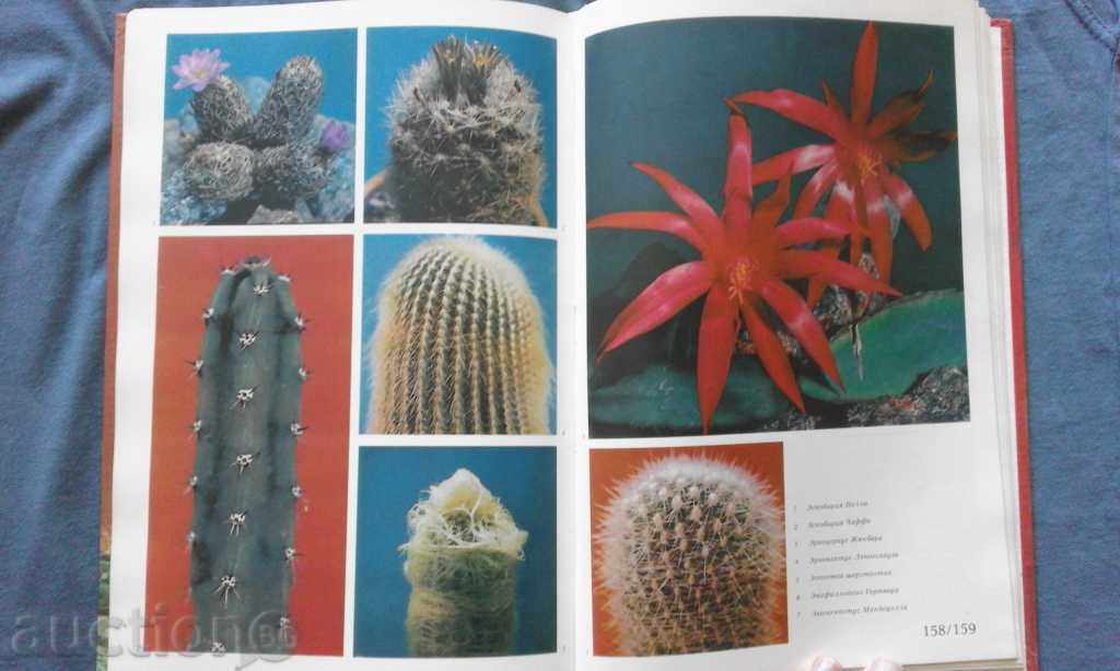 Кактусы - Д. Н. Широбокова, М. Р. Королева, О. Н. Голодняк - 5 Кактусы - Д. Н. Широбокова, М. Р. Королева, О. Н. Голодняк - 5