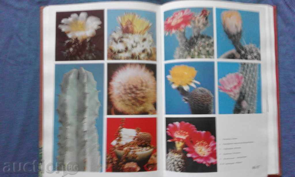 Кактусы - Д. Н. Широбокова, М. Р. Королева, О. Н. Голодняк - 6 Кактусы - Д. Н. Широбокова, М. Р. Королева, О. Н. Голодняк - 6