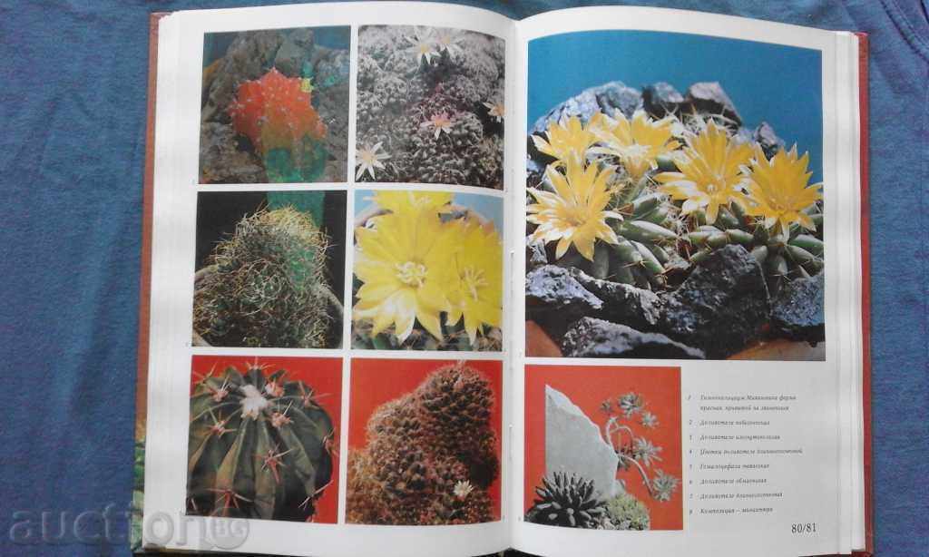 Кактусы - Д. Н. Широбокова, М. Р. Королева, О. Н. Голодняк - 7 Кактусы - Д. Н. Широбокова, М. Р. Королева, О. Н. Голодняк - 7