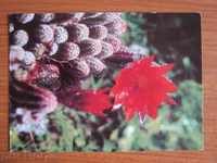 Postcard. Cactus