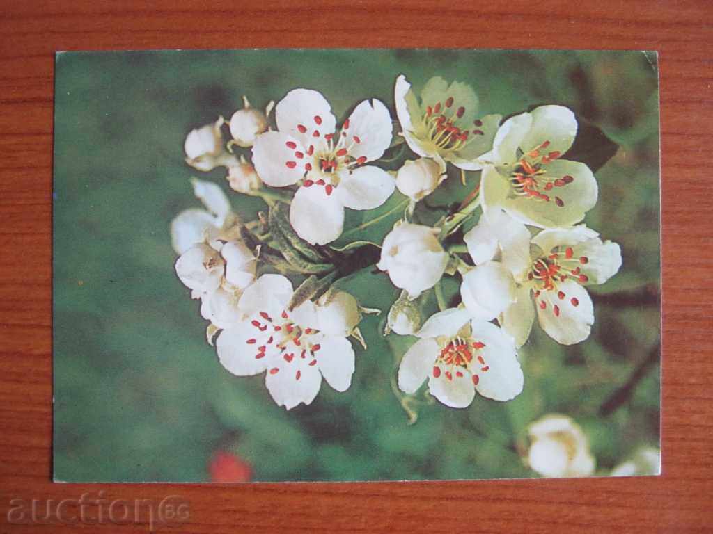 Καρτ ποστάλ. λουλούδια