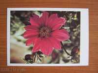 Postcard. Flowers