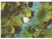 Card Bulgaria Ropotamo River Water Lilies 1*