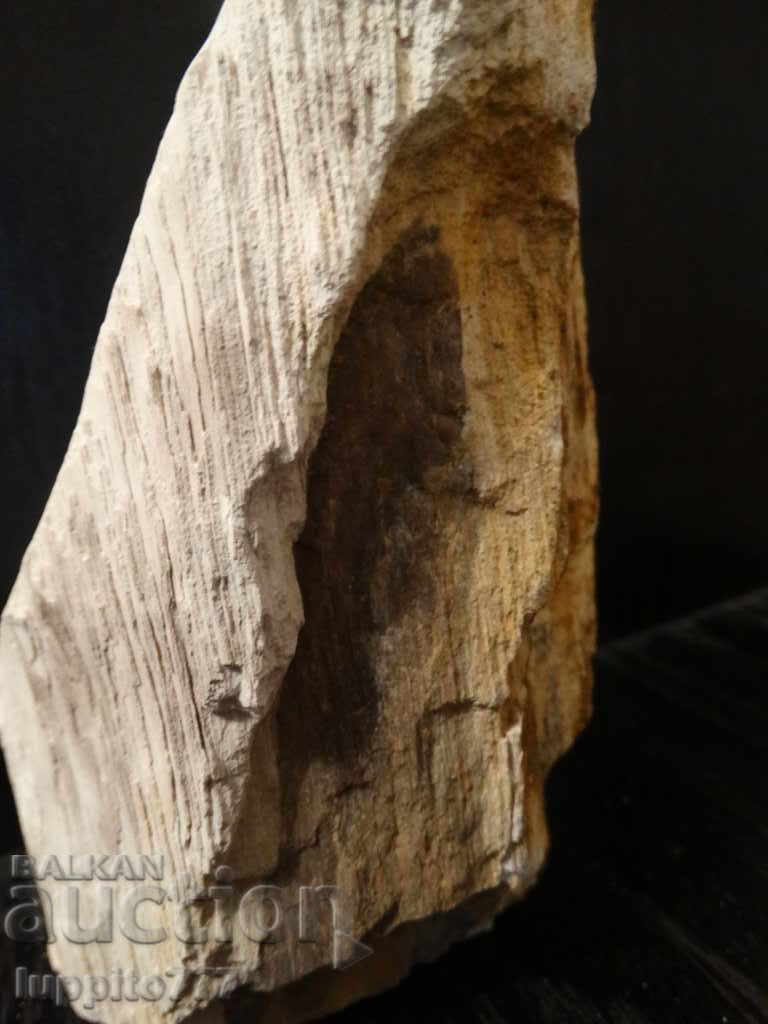 fossilized wood - polished - opalescent with price 155.00 BGN | € 79.25 fossilized wood - polished - opalescent with price 155.00 BGN | € 79.25