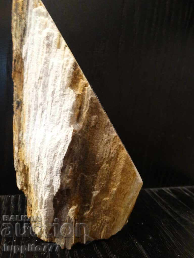 Auction fossilized wood - polished - opalescent Auction fossilized wood - polished - opalescent