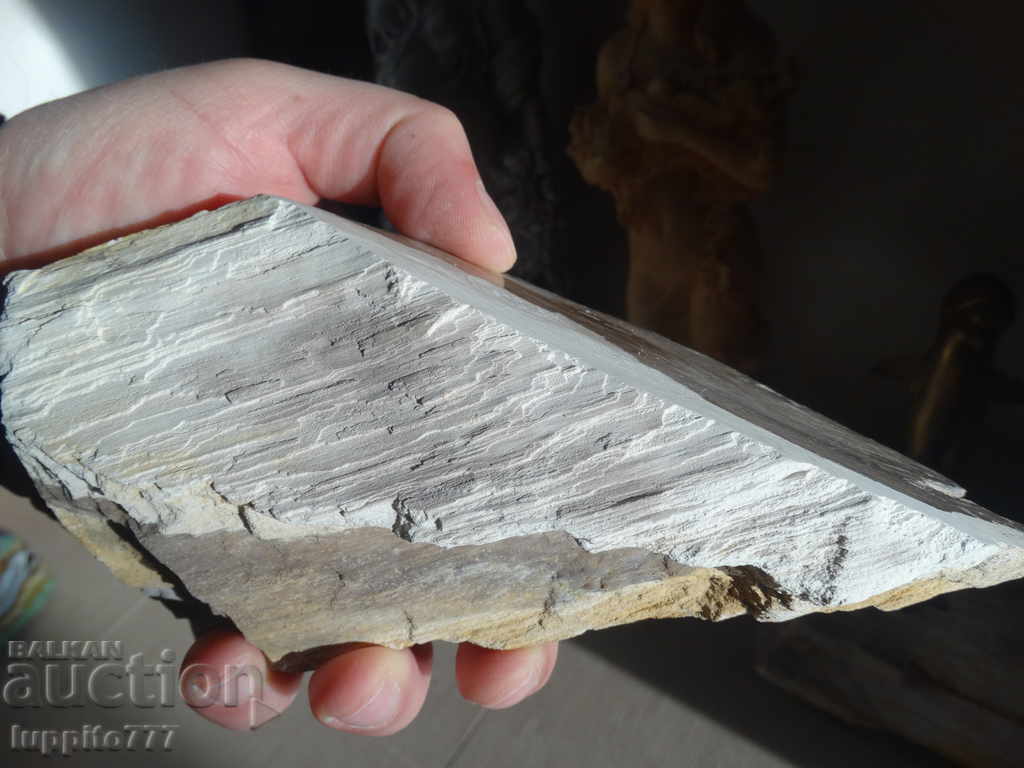 fossilized wood - polished - opalescent - 5 fossilized wood - polished - opalescent - 5