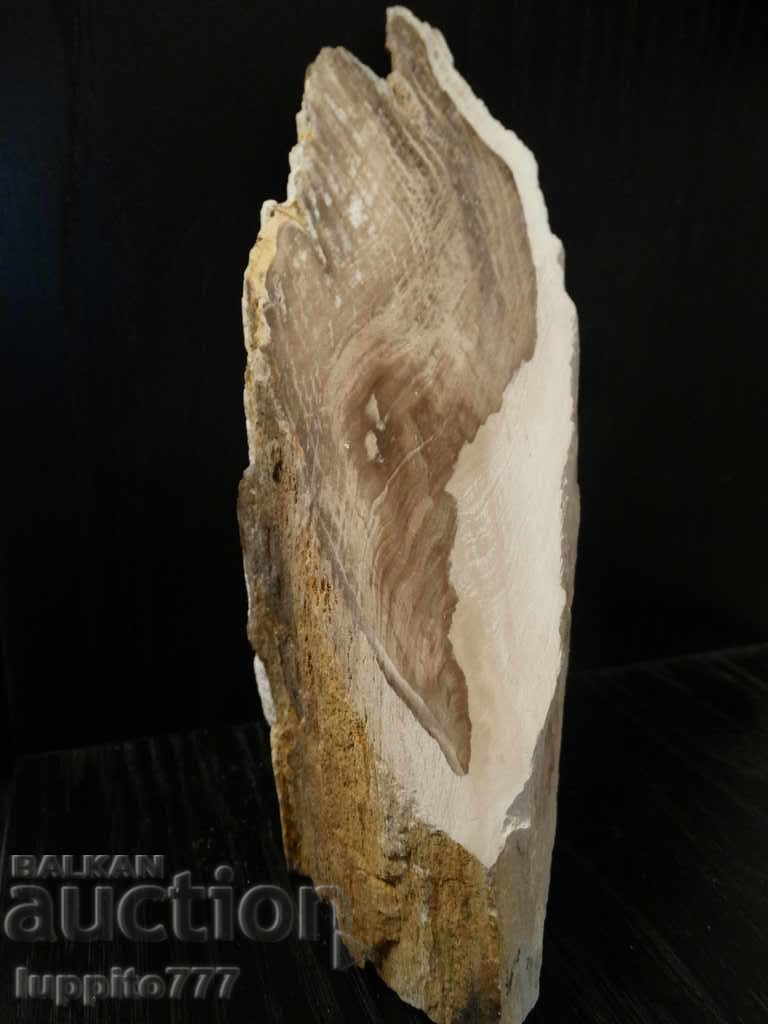 fossilized wood - polished - opalescent
