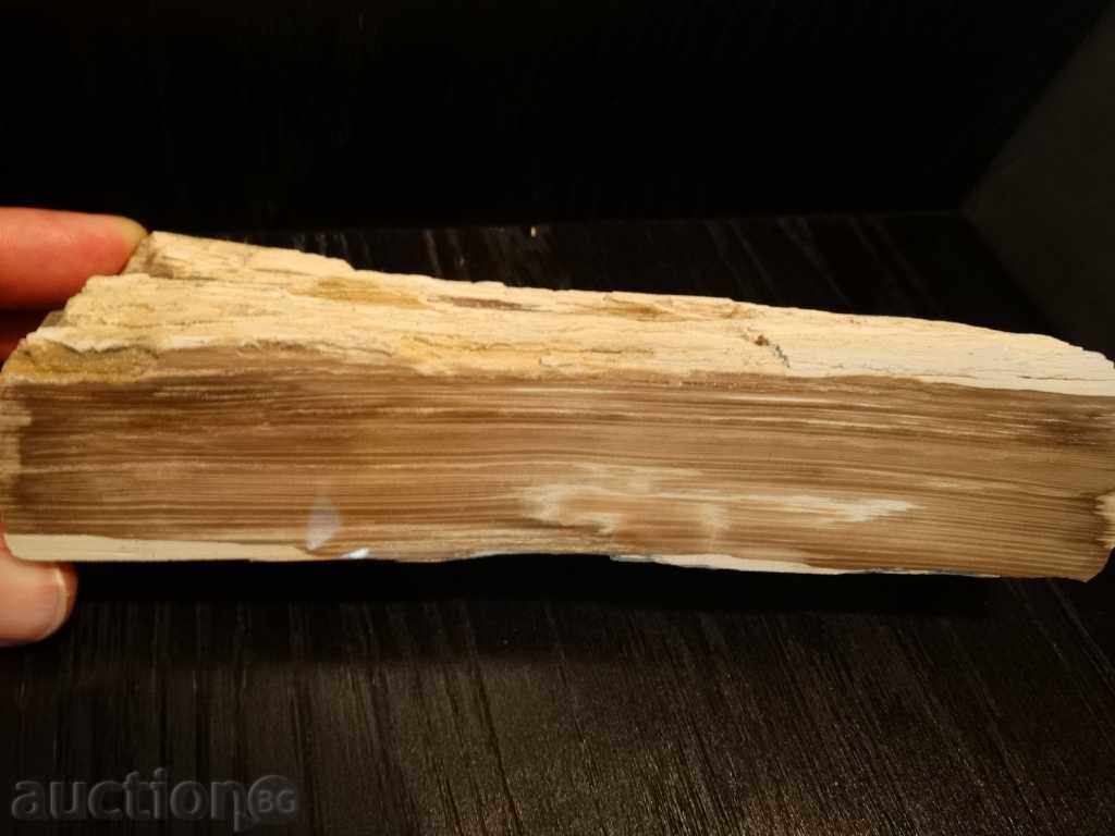 lemn pietrificat - lustruit - opalizirano