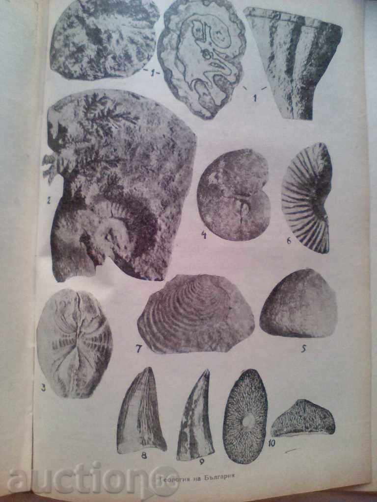 Fundamentals of the geology of Bulgaria - 5 Fundamentals of the geology of Bulgaria - 5
