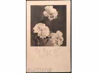 Flower Cards Carnations from Bulgaria