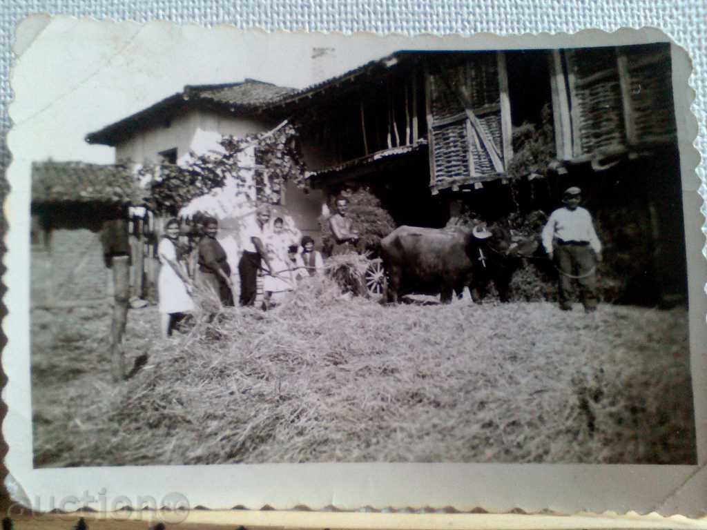 Снимка с. Радославово Волове волска кола каруца харман 1941