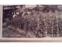 ПК - Общ изглед от Кнежа