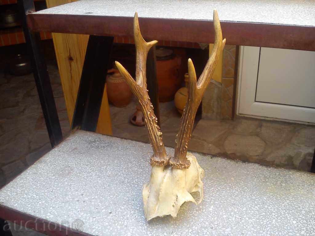 Hunting trout from the buckwheat with price 45.00 BGN | € 23.01 Hunting trout from the buckwheat with price 45.00 BGN | € 23.01