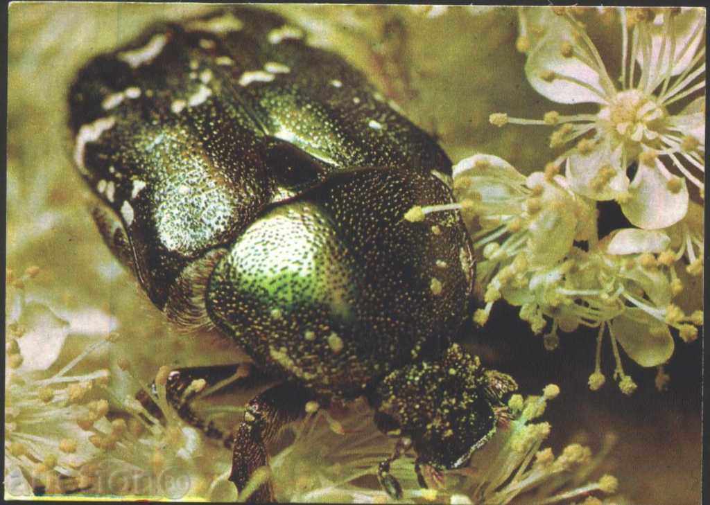 Καρτ ποστάλ εντόμων - Beetle 1980 ΕΣΣΔ
