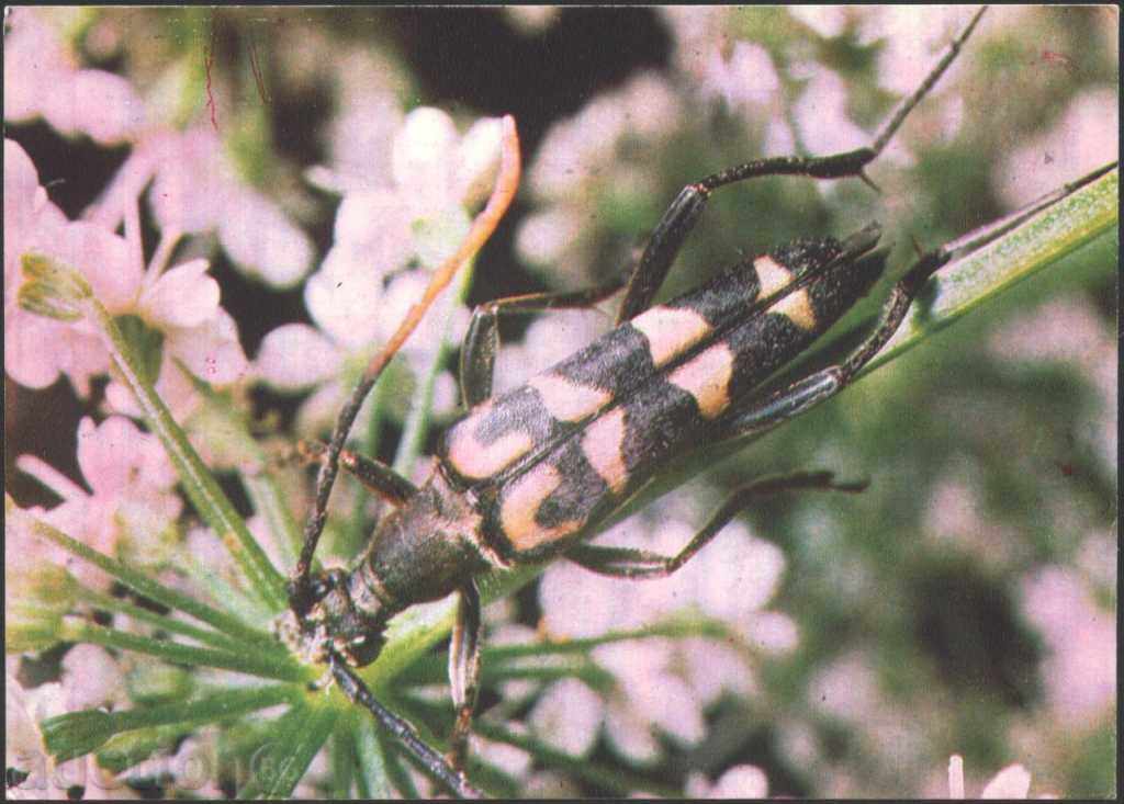 Insecte carte poștală - Beetle 1980 URSS