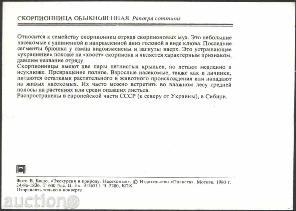 Insect Card - Muha Scorpion 1980 USSR with price 1.00 BGN | € 0.51 Insect Card - Muha Scorpion 1980 USSR with price 1.00 BGN | € 0.51